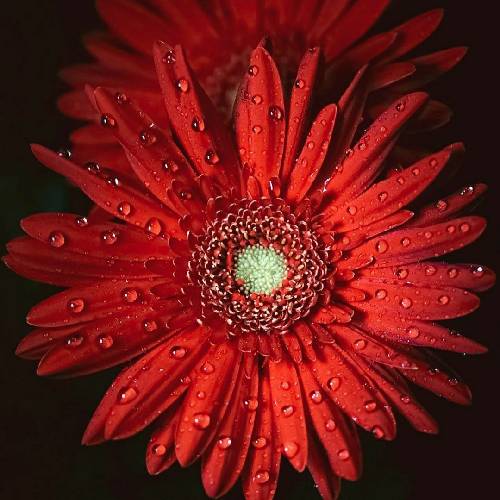 دیجی سادایی ساقی 2